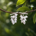 Luminous Pearl Vine Drops